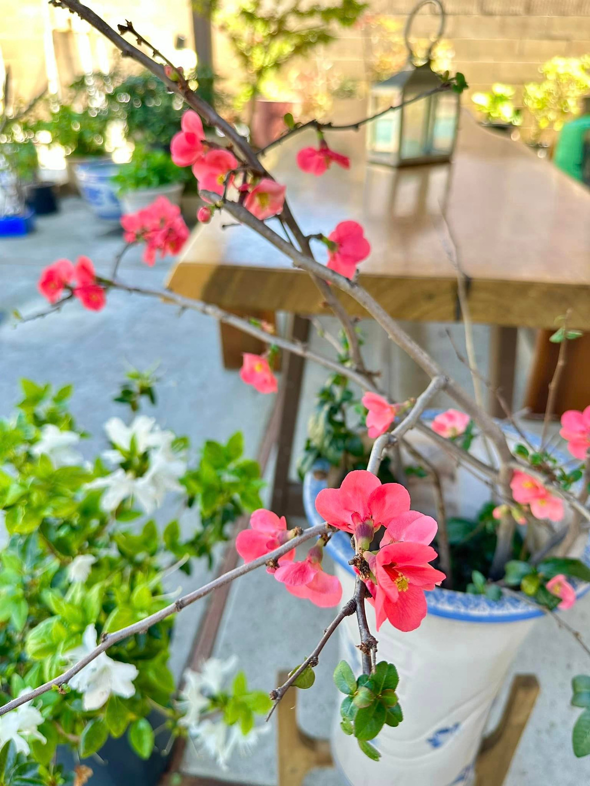 Các loại hoa đua nhau khoe sắc, mang đến cảm giác bình yên, thư thái. Ảnh: FBNV