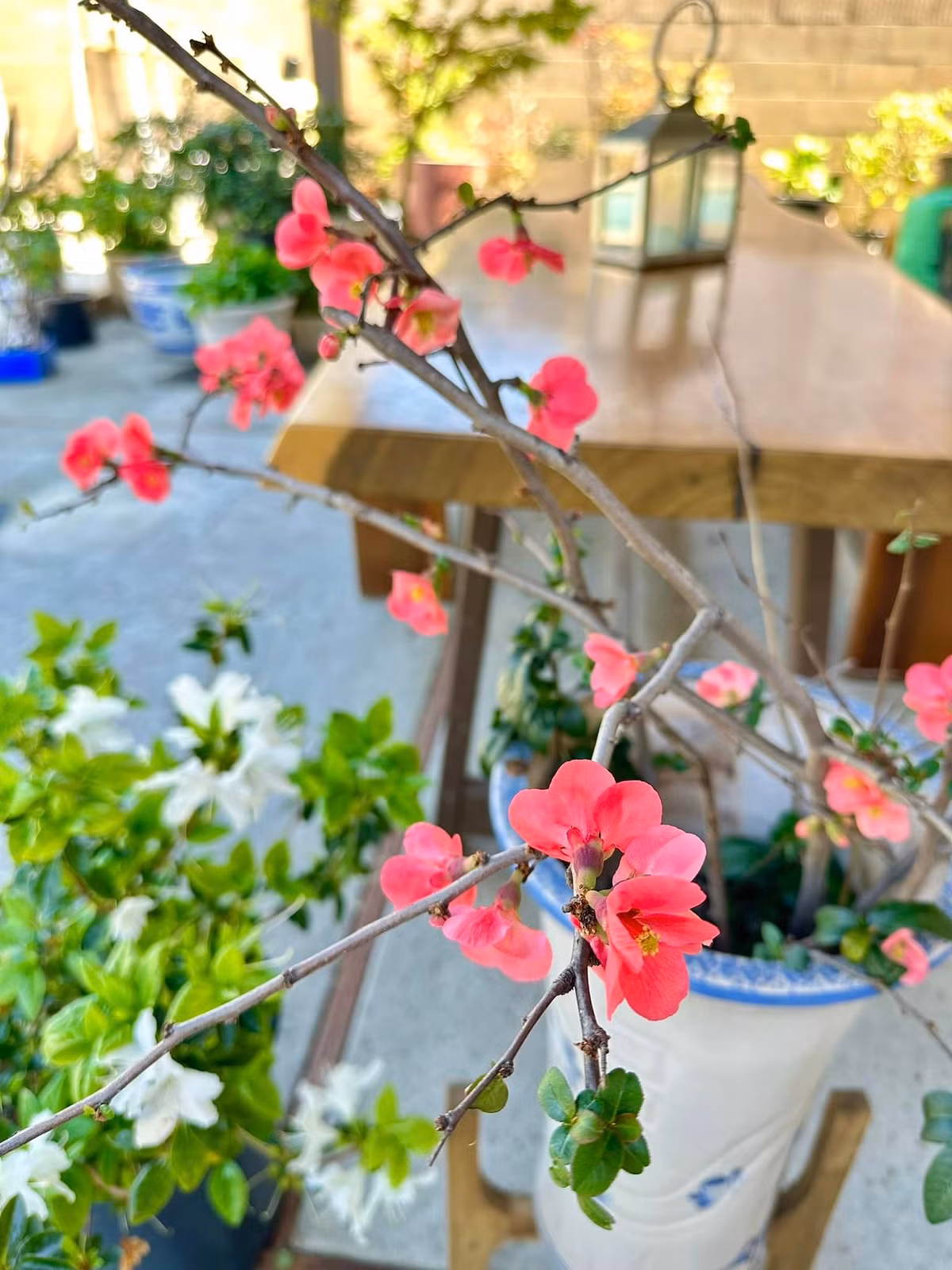 Các loại hoa đua nhau khoe sắc, mang đến cảm giác bình yên, thư thái. Ảnh: FBNV