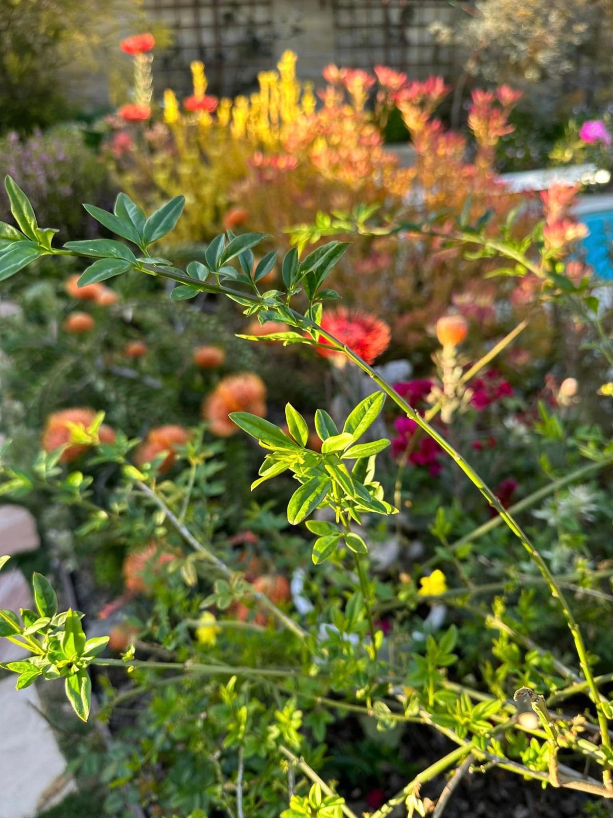 Ngoài hoa, Hồng Đào còn trồng một số loại cây thuần Việt như rau diếp cá, cây tre...Ảnh: FBNV