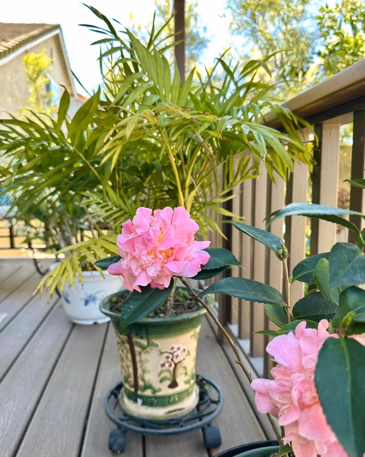 Nữ nghệ sĩ cho biết, nơi cô sống có khí hậu ôn hòa, thích hợp để trồng cây cảnh và hoa trái. Ảnh: FBNV