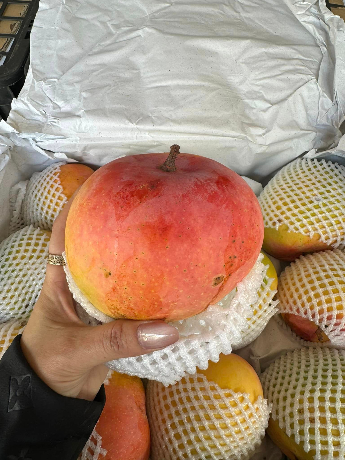 Nặng trên 1kg, hình dáng tròn như trái táo lại có màu sắc bắt mắt, xoài Úc khổng lồ ở Cam Lâm (Khánh Hòa) được người tiêu dùng ưa chuộng. Ảnh: Facebook