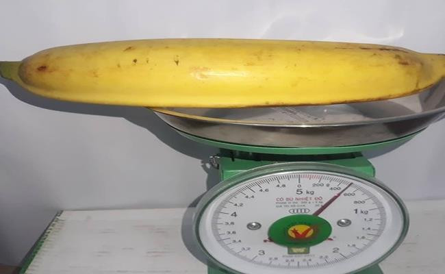 Chuối tá quạ ra quả trực tiếp, không trổ búp như chuối thường, mỗi buồng chuối thông thường chỉ có 2 – 3 nải, mỗi nải chỉ được khoảng 10 -12 quả bằng cổ tay. Ảnh: Vietnamnet