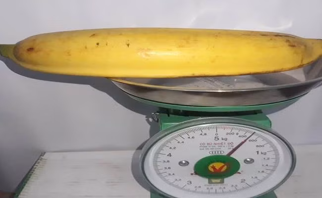 Chuối tá quạ ra quả trực tiếp, không trổ búp như chuối thường, mỗi buồng chuối thông thường chỉ có 2 – 3 nải, mỗi nải chỉ được khoảng 10 -12 quả bằng cổ tay. Ảnh: Vietnamnet