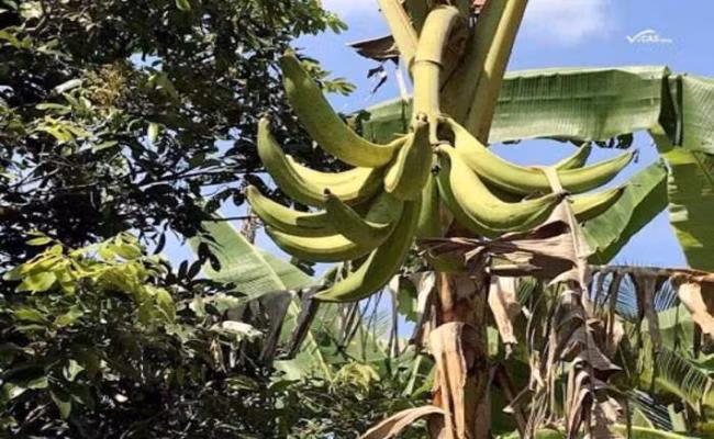 Trên thị trường, chuối tá quạ có giá từ 9.000 - 12.000 đồng/trái. Cây giống có giá dao động từ 150.000 - 450.000 đồng/cây, tùy kích thước. Ảnh: Vietnamnet