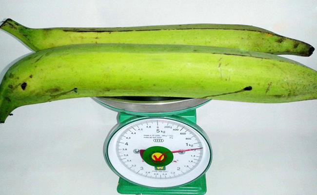 Chuối tá quạ khổng lồ dài từ 35 - 40cm, nặng từ 0,5kg - hơn 1kg, là đặc sản của tỉnh Trà Vinh. Ảnh: Vietnamnet