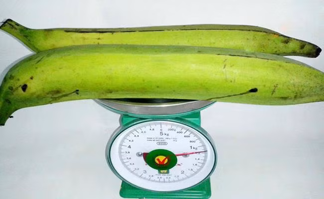 Chuối tá quạ khổng lồ dài từ 35 - 40cm, nặng từ 0,5kg - hơn 1kg, là đặc sản của tỉnh Trà Vinh. Ảnh: Vietnamnet