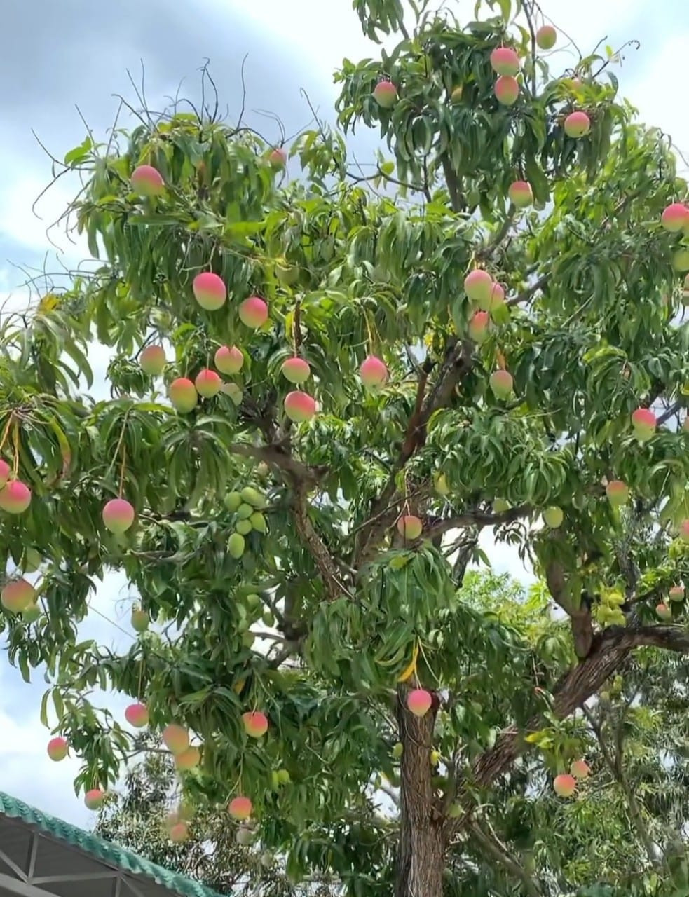 Trước đây, xoài Úc có giá dao động từ 45.000-60.000 đồng/kg tùy thời điểm, nhưng nay chỉ còn khoảng 20.000 đồng/kg. Giá rẻ nên lượng khách đặt mua mỗi ngày một tăng. Ảnh: Facebook