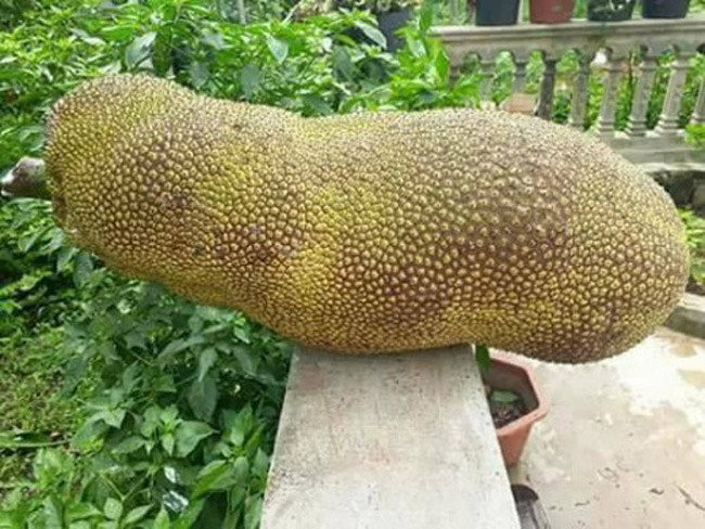 Đây là giống mít quả siêu dài nhập khẩu từ Malaysia. Giống mít này có thể cho quả dài hơn 1m, mỗi quả nặng trung bình từ 25 - 40kg. Ảnh: Dân Việt