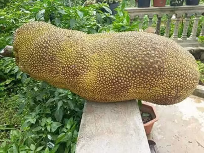 Đây là giống mít quả siêu dài nhập khẩu từ Malaysia. Giống mít này có thể cho quả dài hơn 1m, mỗi quả nặng trung bình từ 25 - 40kg. Ảnh: Dân Việt