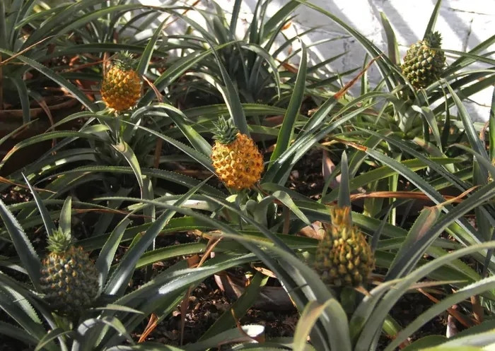 Dứa Lost Garden, Anh: Loại dứa đắt giá này chỉ được trồng ở Lost Gardens, Cornwall, Anh và không thể trồng hay trồng ở bất kỳ nơi nào khác. Người ta cho rằng, sở dĩ loại dứa này có giá đắt như vậy là do nó được bảo vệ bằng công nghệ canh tác độc đáo của thời Victoria, ngay cả thời tiết băng giá cũng không ảnh hưởng gì. Một quả dứa có giá dao động 33 triệu đồng.