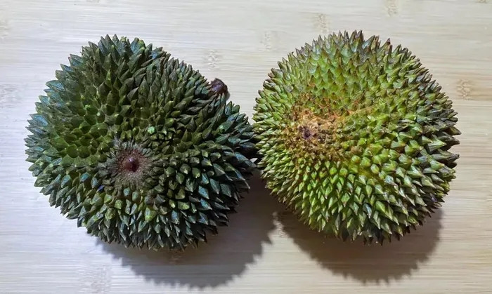 Sầu riêng gai đen, Malaysia: Loại sầu riêng này được mệnh danh là “vàng trên cây”. Tại Malaysia, giá sầu riêng gai đen cao đến mức khiến ai cũng phải sửng sốt. Giá loại sầu riêng này khoảng 800.000 VNĐ/kg. Điều kiện trồng sầu riêng gai đen rất khắc nghiệt, nó chỉ có thể phát triển ở một khu vực nhất định ở vùng núi phía bắc Malaysia, diện tích trồng nhỏ và sản lượng hằng năm rất ít.