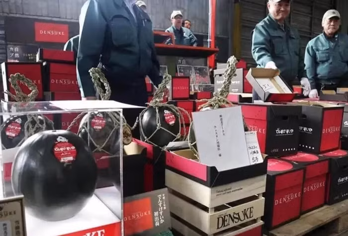 Dưa hấu Densuke: Những quả dưa hấu nổi tiếng thế giới này được trồng độc quyền ở Hokkaido. Dưa hấu Densuke cũng cực kỳ khó trồng, chỉ có một số ít nông dân trồng một số lượng rất hạn chế mỗi mùa. Vì sự quý hiếm này, những quả dưa hấu có thể được bán với giá hơn 6.000 USD/lát. Những quả dưa hấu này cũng rất đa dạng về màu sắc, từ màu xanh lục đậm đến màu đen khác lạ.