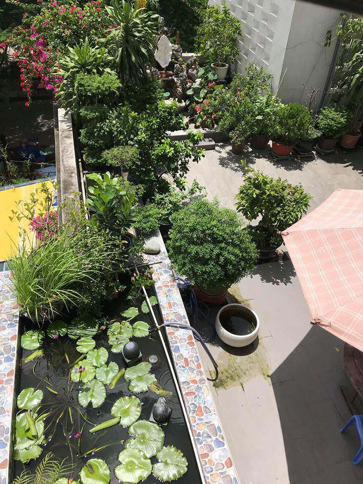 Khu vườn trên sân thượng yên bình với hồ súng nhỏ. Ảnh: FB Ngoc Hương