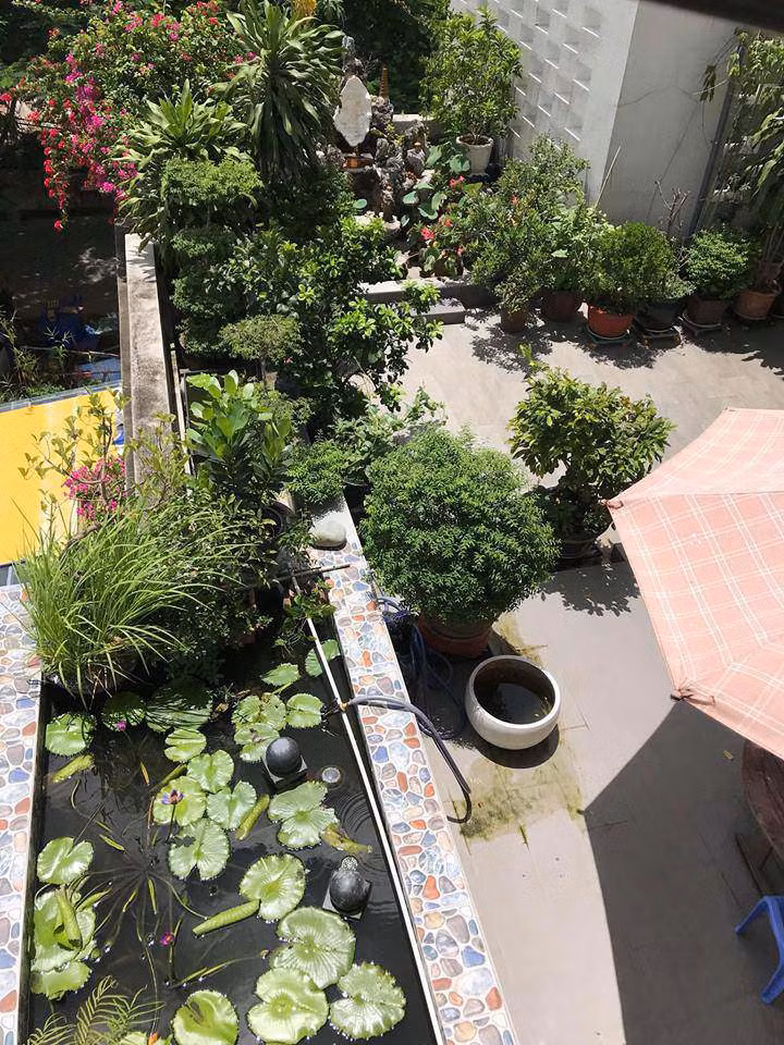 Khu vườn trên sân thượng yên bình với hồ súng nhỏ. Ảnh: FB Ngoc Hương