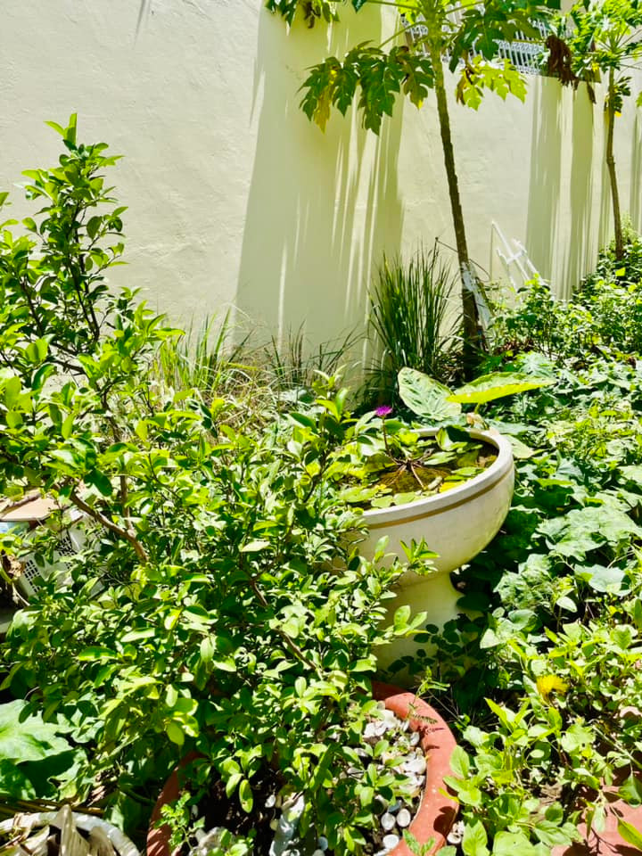 Thi thoảng những người bạn cho phân chuồng, bà bón cho đất giàu dinh dưỡng. Ảnh: FB Ngoc Hương