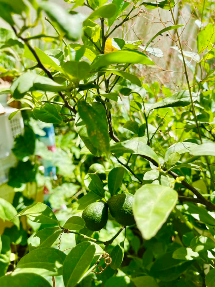 Mẹ ruột Hà Hồ chăm chỉ tưới nước mỗi ngày, dùng gốc rau hay vỏ trái cây chôn xuống đất để làm phân tự nhiên. Ảnh: FB Ngoc Hương