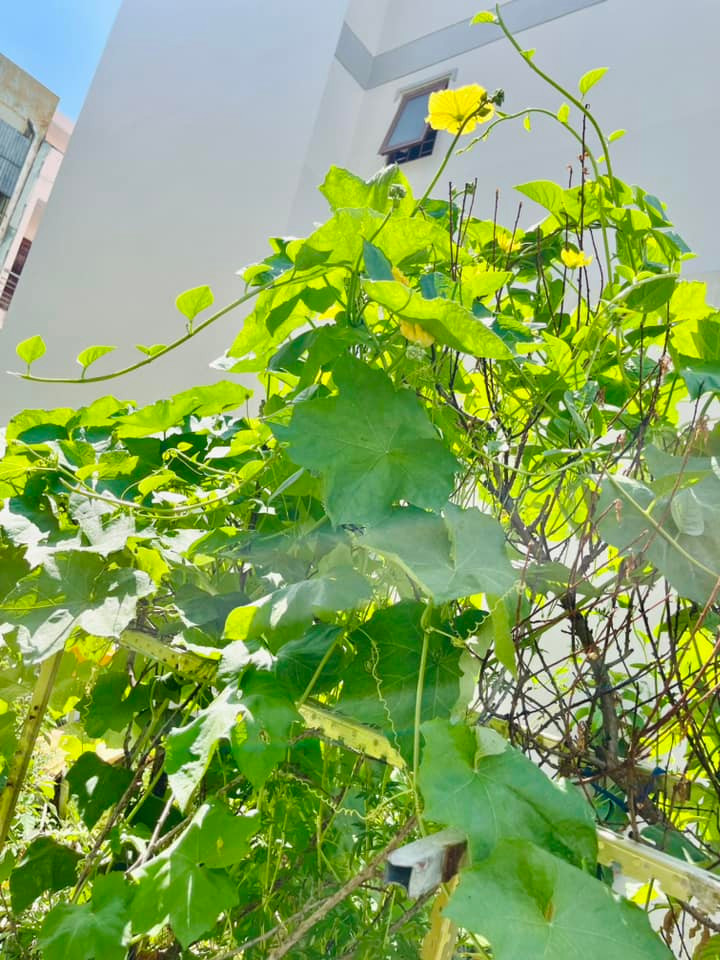 Giàn mướp cho nhiều hoa nhưng chưa đậu quả. Ảnh: FB Ngoc Hương