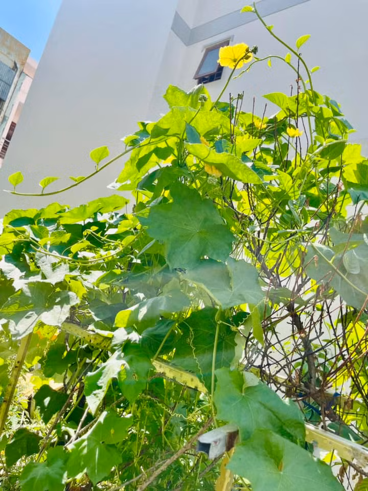 Giàn mướp cho nhiều hoa nhưng chưa đậu quả. Ảnh: FB Ngoc Hương