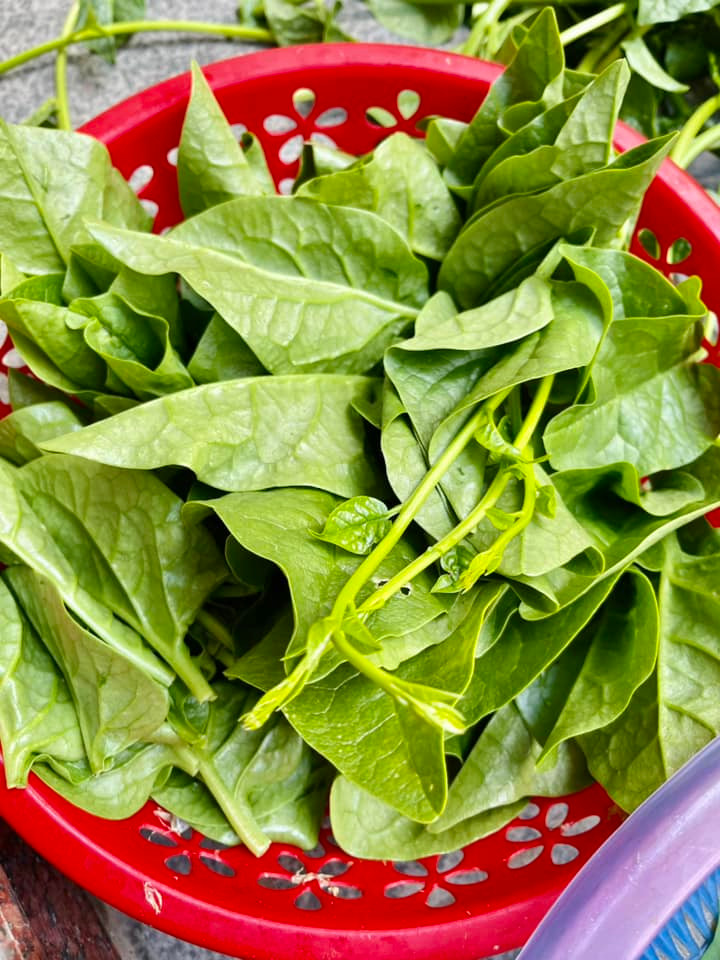 Rau mồng tơi xanh mướt do tự tay mình trồng khiến mẹ Hà Hồ thấy vui mừng. Ảnh: FB Ngoc Hương