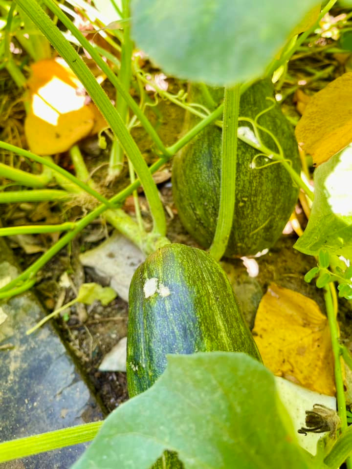 Những trái bí như lợn con dưới gốc nhìn đã mắt. Ảnh: FB Ngoc Hương