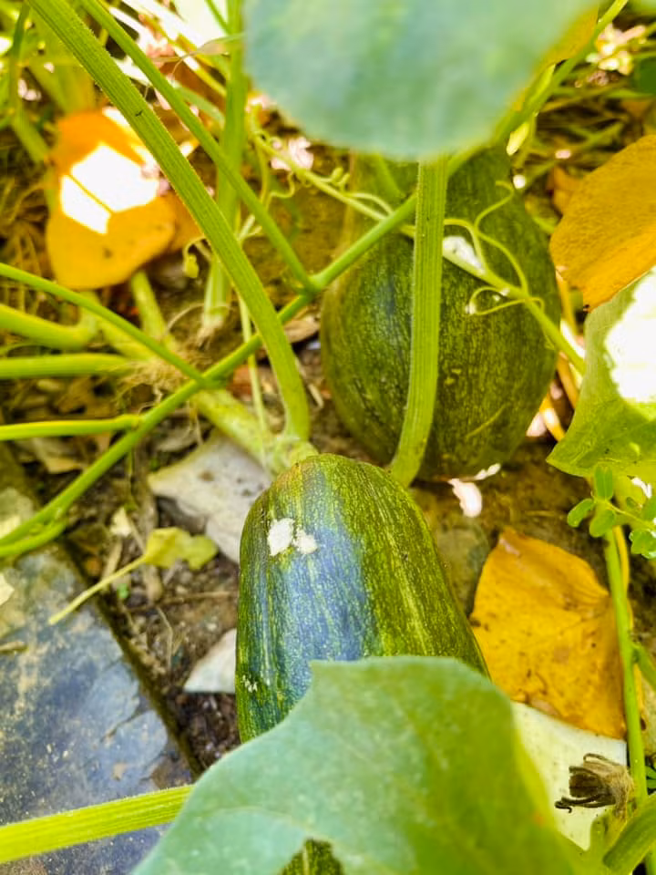 Những trái bí như lợn con dưới gốc nhìn đã mắt. Ảnh: FB Ngoc Hương