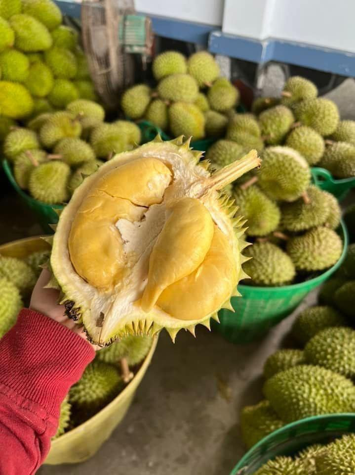 Do đó, thời gian qua, sầu riêng mini Thái Lan trở thành mặt hàng hút khách. Mỗi chuyến hàng từ 2-3 tấn vẫn được chị Hà bán hết.