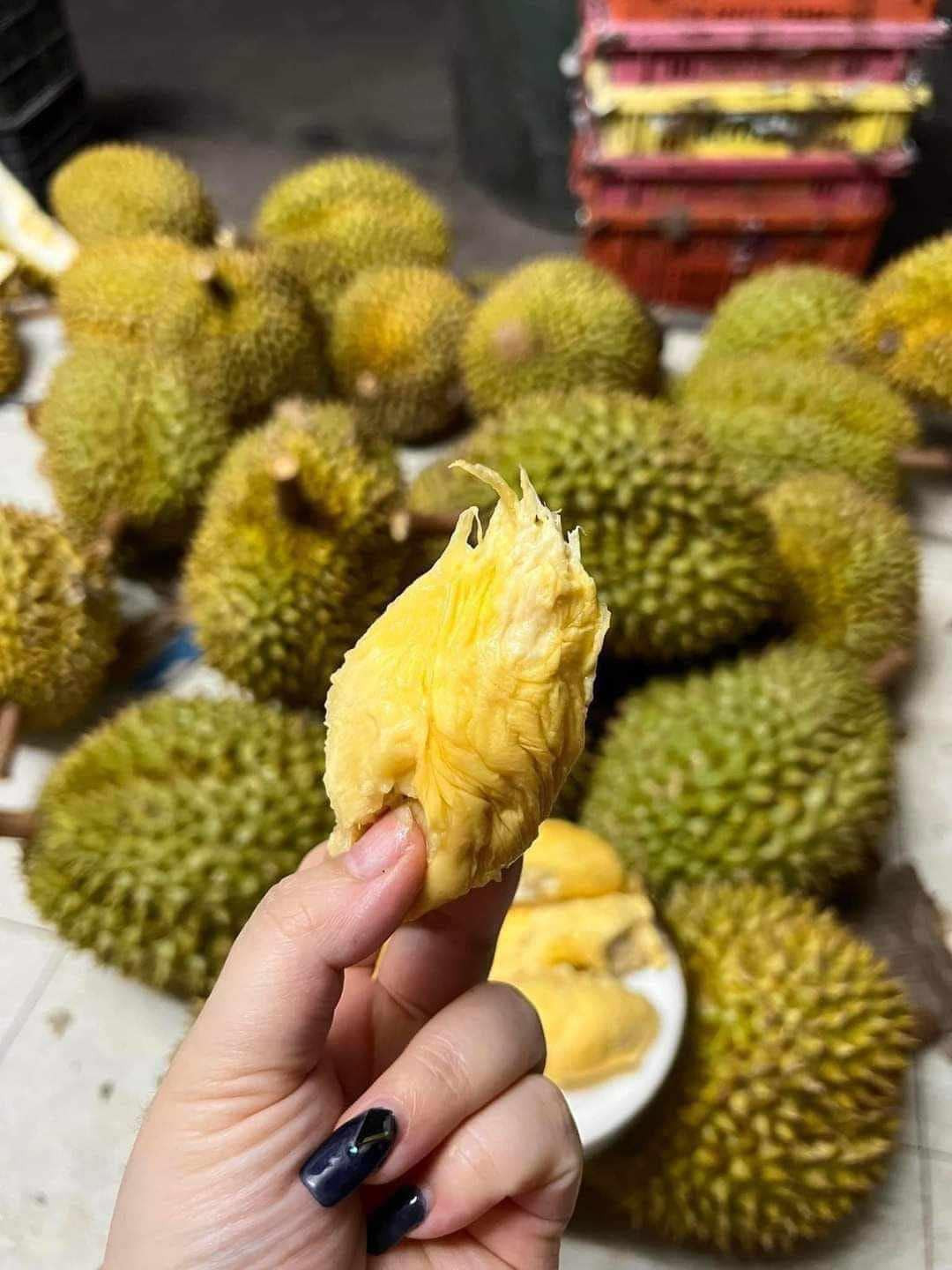 Nhưng năm nay, giá sầu riêng trong nước cao hơn sầu riêng mini nhập khẩu Thái Lan.