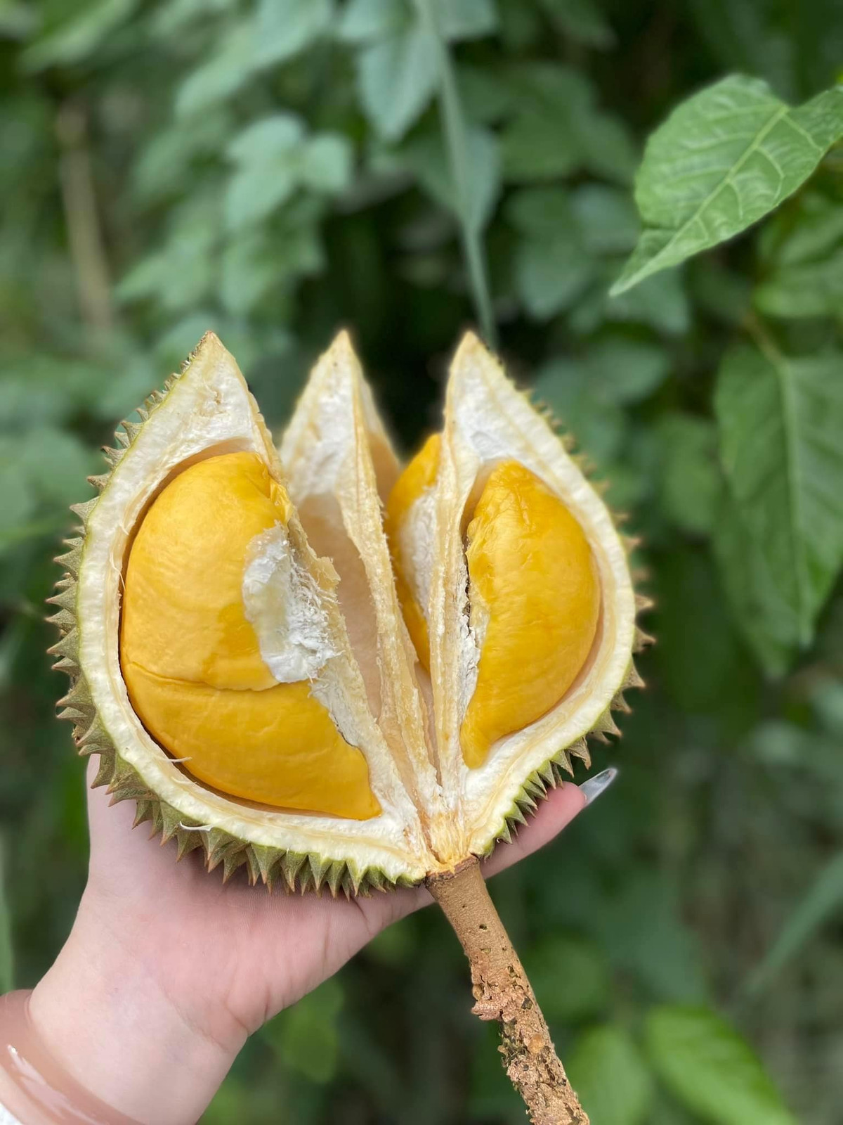 Hơn nữa, giống sầu riêng mini trọng lượng khá nhỏ nên tính ra chỉ vài chục nghìn đồng một quả sầu riêng, vừa tầm tiền với đông đảo khách hàng. Nguồn ảnh: Facebook