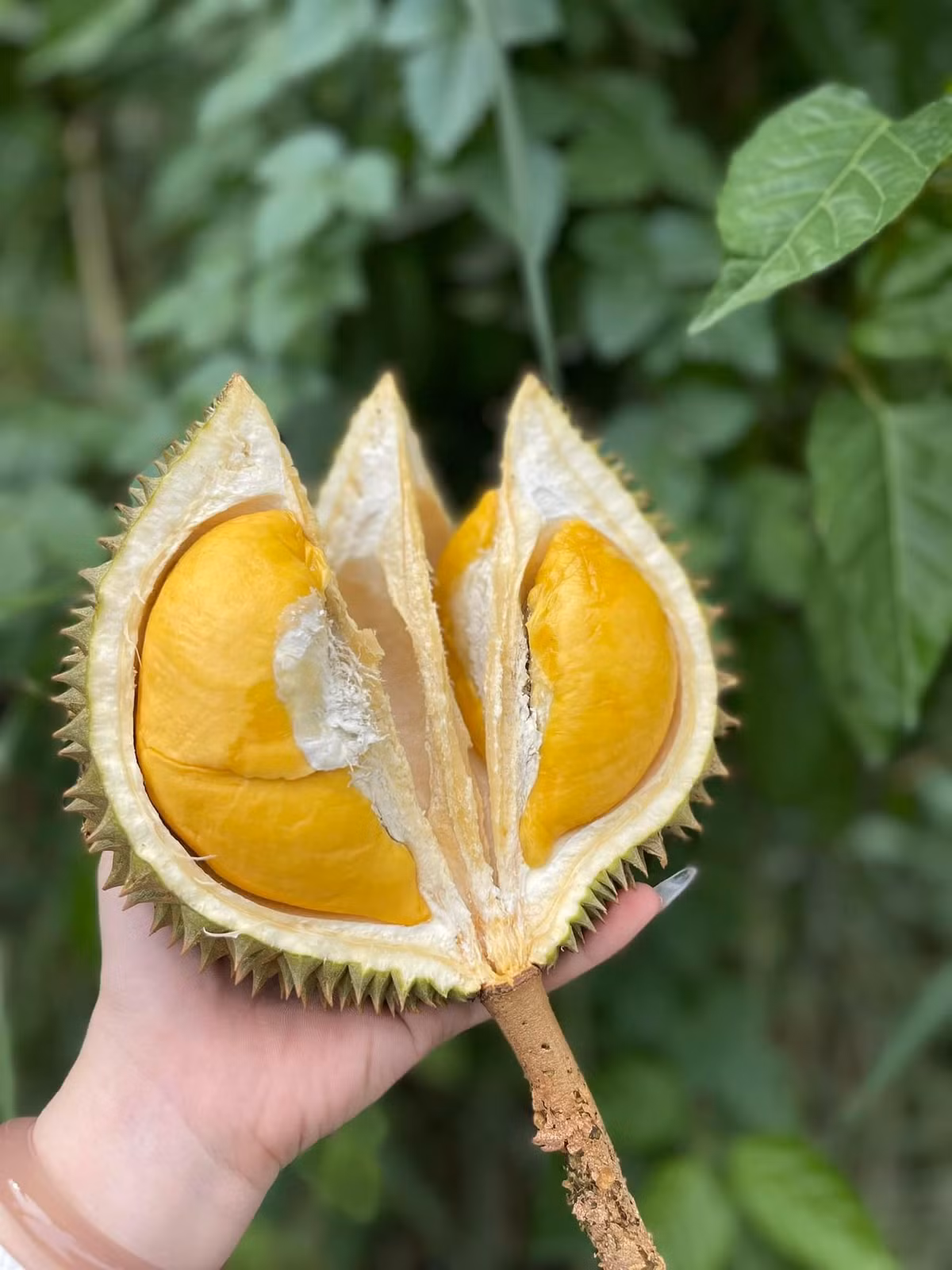 Hơn nữa, giống sầu riêng mini trọng lượng khá nhỏ nên tính ra chỉ vài chục nghìn đồng một quả sầu riêng, vừa tầm tiền với đông đảo khách hàng. Nguồn ảnh: Facebook