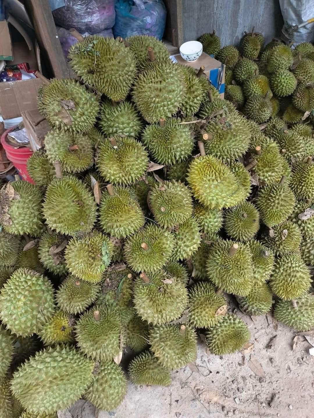 Ưu điểm của sầu riêng mini Thái Lan là vỏ mỏng nên nhiều cơm, hàng xuất khẩu nên chất lượng đồng đều.