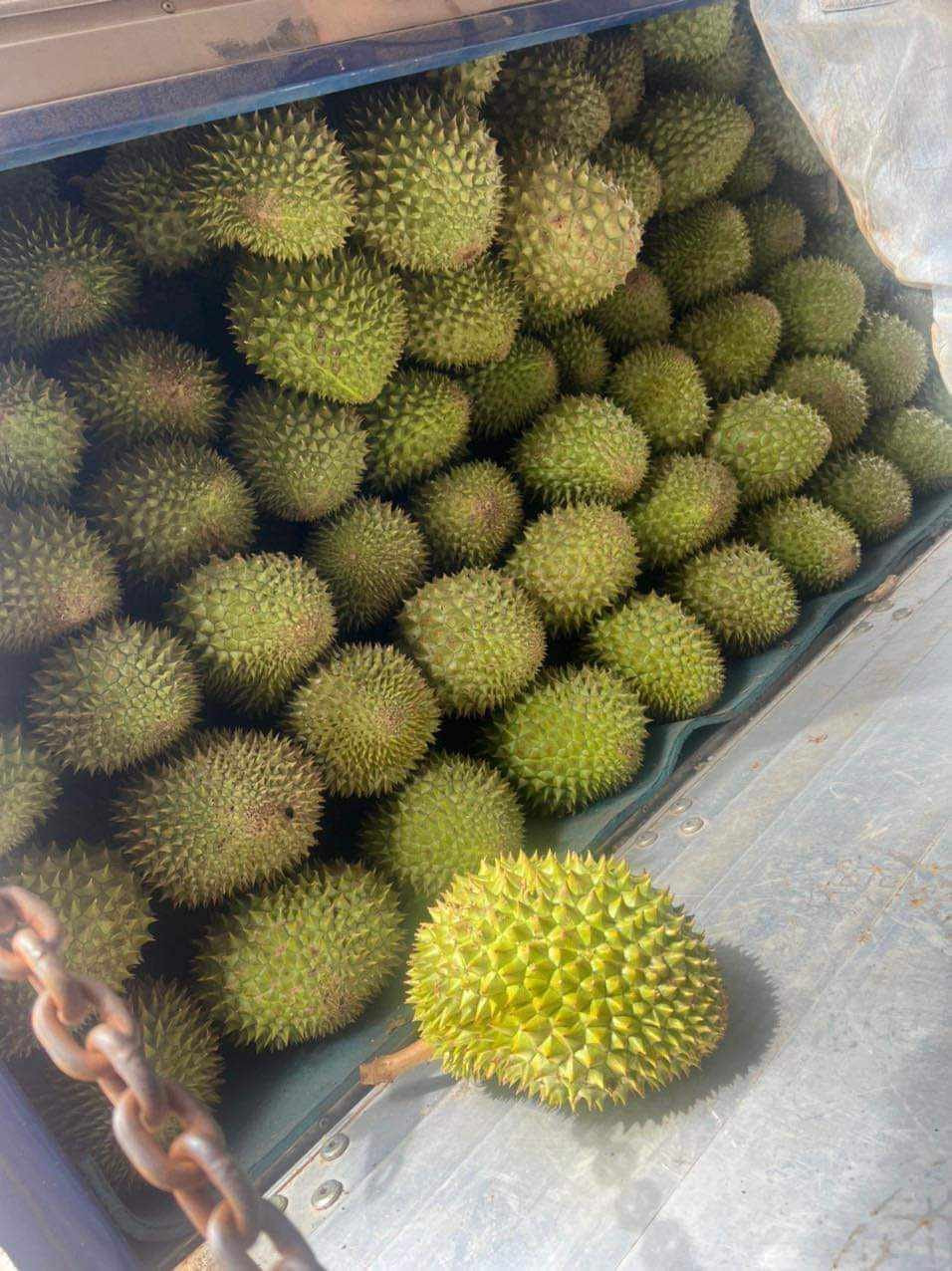 Tuy nhiên, thời gian gần đây, trên thị trường xuất hiện sầu riêng mini, chỉ nặng từ 0,3-1,2kg, giá từ 90.000 - 180.000 đồng/kg, khiến nhiều chị em đổ xô mua.