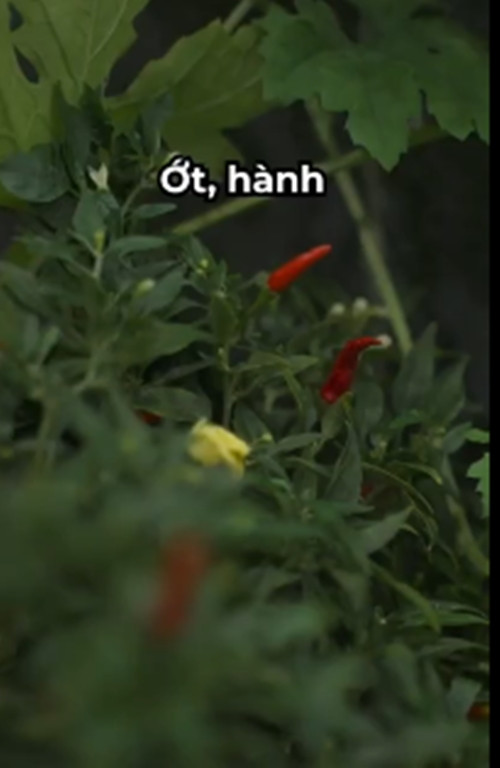 Nam ca sĩ trồng nhiều loại cây như khổ qua, ớt, rau thơm, dâu tằm...