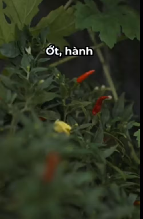 Nam ca sĩ trồng nhiều loại cây như khổ qua, ớt, rau thơm, dâu tằm...