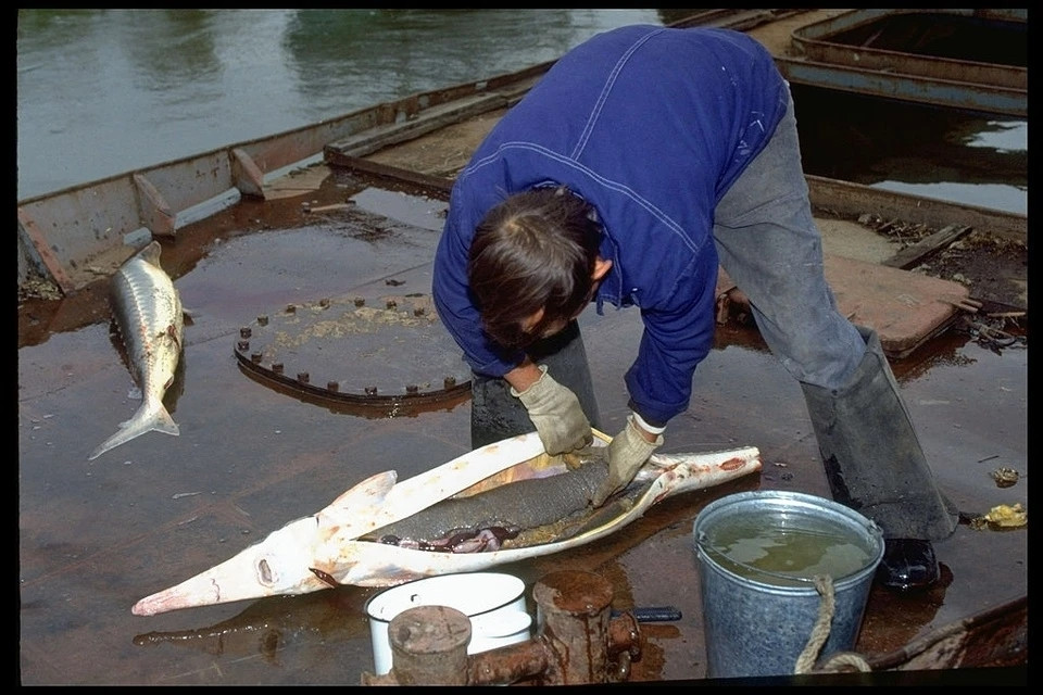 Loại đắt nhất là trứng cá muối Almas làm từ cá Beluga của Iran. Được biết đến như “vàng đen”, trứng cá muối Almas thường được bán với giá khoảng 20.000 bảng Anh (26.420 USD) mỗi kg, theo Kỷ lục Guinness Thế giới. Ảnh: Getty