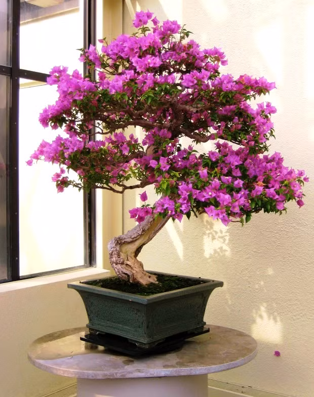 Vẻ đẹp ngỡ ngàng của cây hoa giấy bonsai. 