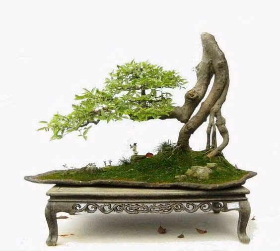 Tác phẩm bonsai duyên dáng khiến người xem mê mẩn.