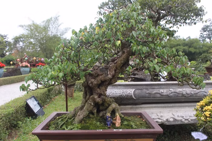 Cây bonsai có dáng đẹp tự nhiên.