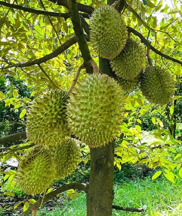 Sau rieng giam gia tro lai