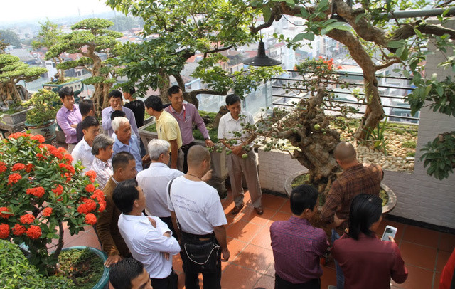 Cây ổi có đường kính khoảng 60cm, chiều cao 1,5m, với dáng thế “bạt phong”. Ảnh: Vietnamnet