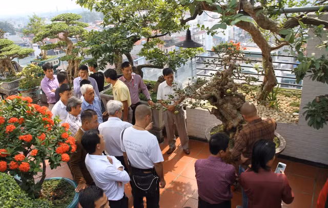 Cây ổi có đường kính khoảng 60cm, chiều cao 1,5m, với dáng thế “bạt phong”. Ảnh: Vietnamnet