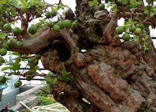 Cận cảnh vẻ sần sùi, rêu phong, gai góc già nua của cây ổi. Ảnh: Người lao động