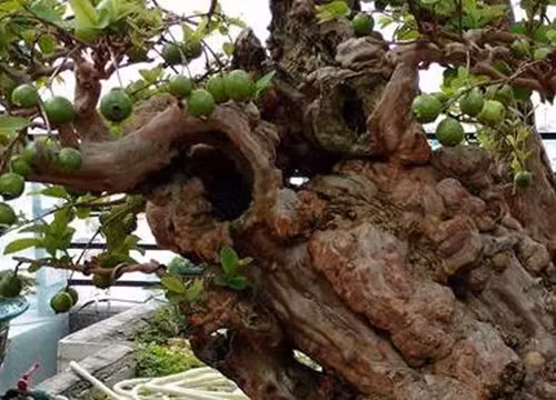 Cận cảnh vẻ sần sùi, rêu phong, gai góc già nua của cây ổi. Ảnh: Người lao động