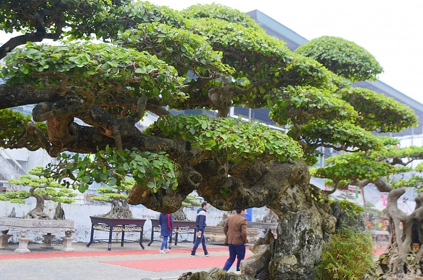 Cây duối cổ hơn trăm tuổi mang tên “Long đàn Phượng vũ” (rồng bay phượng múa) khiến người chơi trầm trồ, thán phục bởi sở hữu thế độc – lạ không lẫn được. Ảnh: VTCnews