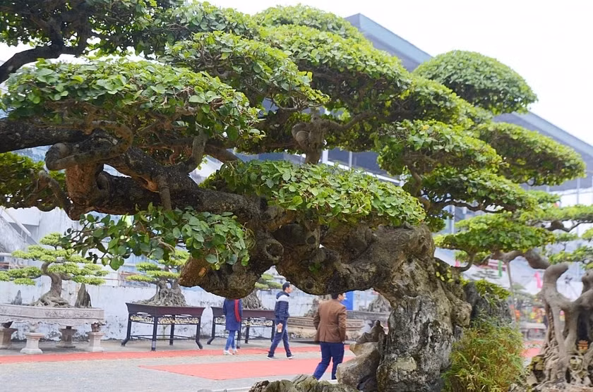Cây duối cổ hơn trăm tuổi mang tên “Long đàn Phượng vũ” (rồng bay phượng múa) khiến người chơi trầm trồ, thán phục bởi sở hữu thế độc – lạ không lẫn được. Ảnh: VTCnews