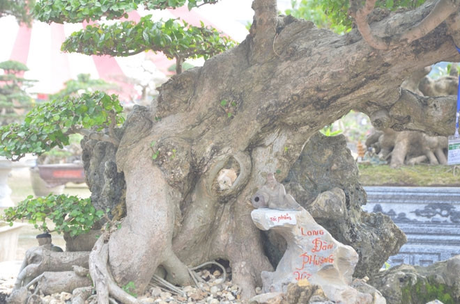 Cây có chiều cao 1,8m, tán ngang rộng gần 3m. Thân cây xù xì, nổi u cục, mốc trắng tạo nét cổ kính. Ảnh: Dân Việt