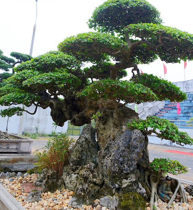 Tán cây nhiều tầng luôn xanh mướt. Ảnh: Người đưa tin