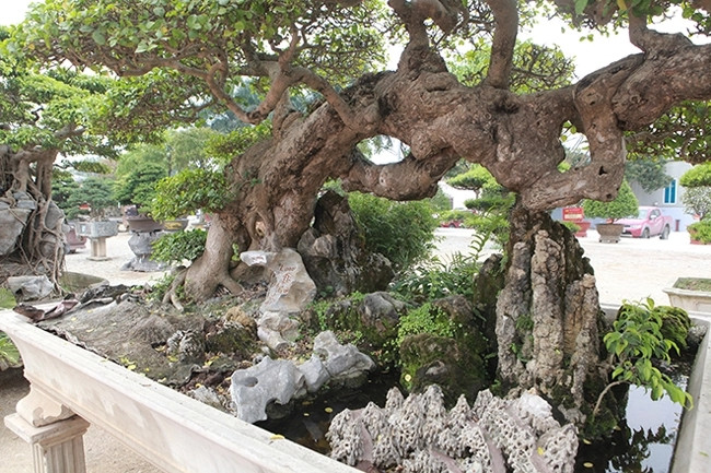 Năm 2016, một đoàn khách ở TP HCM đến tham quan cây duối và trả giá gần 2 tỷ đồng mua cây nhưng ông Mai chưa bán. Ảnh: Dân Việt