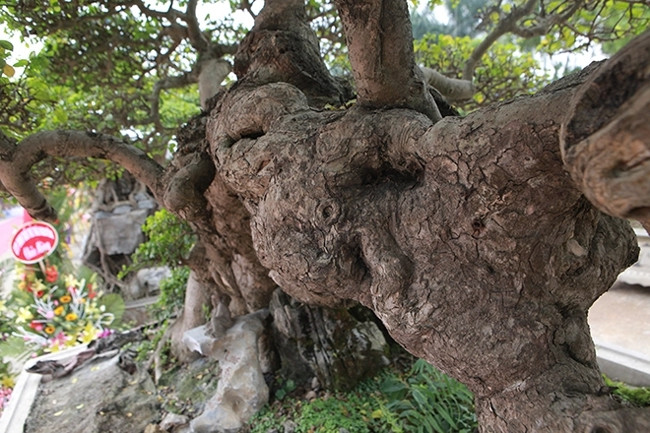 Cây duối có sức sống mãnh liệt thích nghi với điều kiện khí hậu khắc nghiệt, ít sâu bệnh, không bị mối mọt, tuổi thọ cao. Ảnh: Dân Việt
