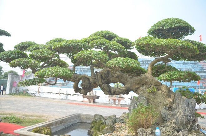 Theo chủ nhân, lúc mới mua về, cây duối chưa hình thành thế rõ ràng, tán bông lộn xộn. Sau khoảng 2 năm uốn nắn, cây duối mới đẹp như hiện nay. Ảnh: Dân Việt