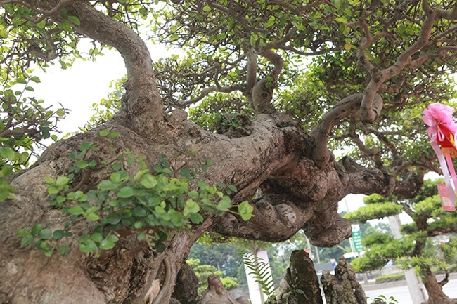 Xung quanh cây duối cổ có các tảng đá ôm trọn vào cây. Ảnh: Dân Việt